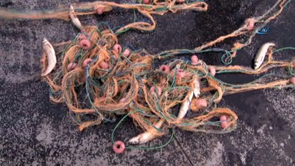 Van Gölü’nde yaşayan inci kefali balığı tescillendi