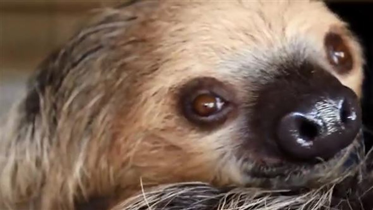 Nicht ganz so träge: Faultier verschlingt sein Gemüse