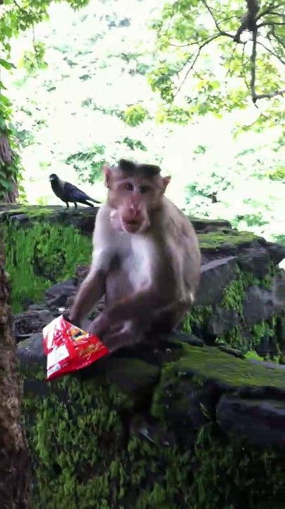 Monkey Snack Time