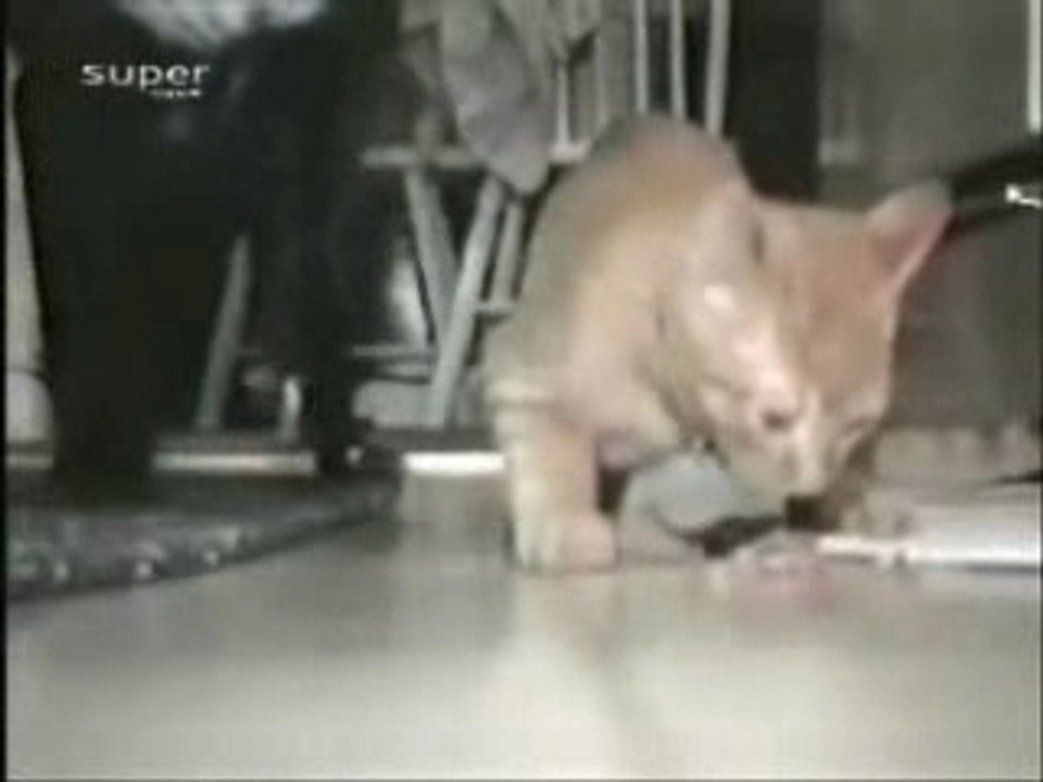 chien vs chat