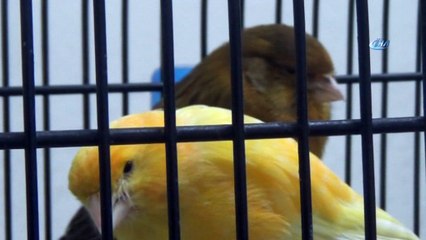 En güzel öten kanaryayı alabilmek için yarıştılar