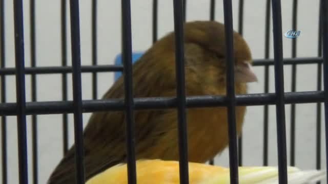 En Güzel Öten Kanaryayı Alabilmek İçin Yarıştılar