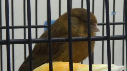 En Güzel Öten Kanaryayı Alabilmek İçin Yarıştılar