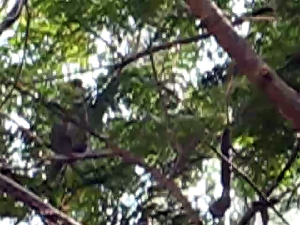 Monkeys at play