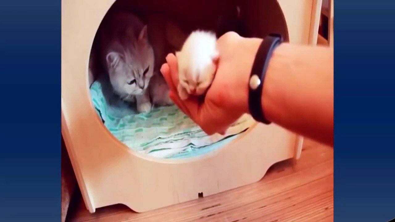 Funny Videos Of Funny Cats Compilation 2017 -  Part 8