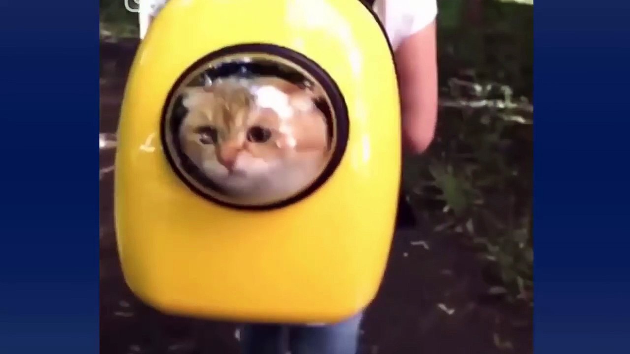 Funny Videos Of Funny Cats Compilation 2017 - Part 12