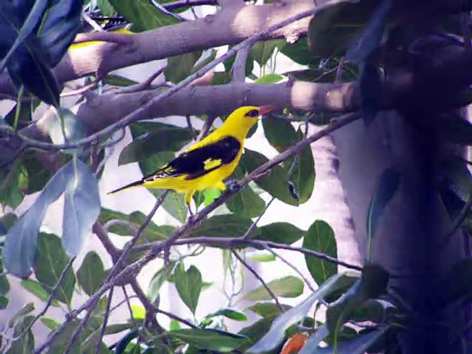 Oriole pair
