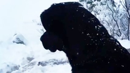 Un chien disparaît dans la neige