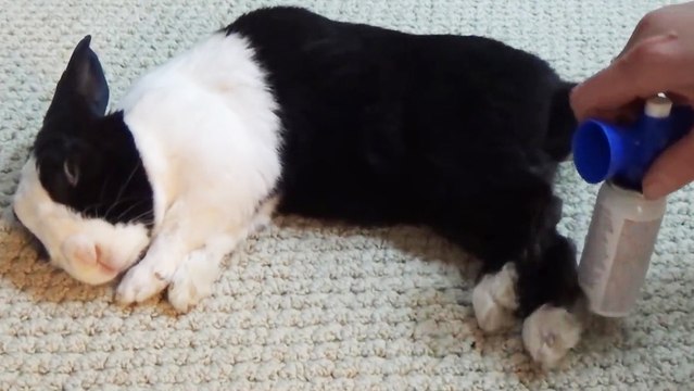 Réveiller un lapin avec une corne de brume