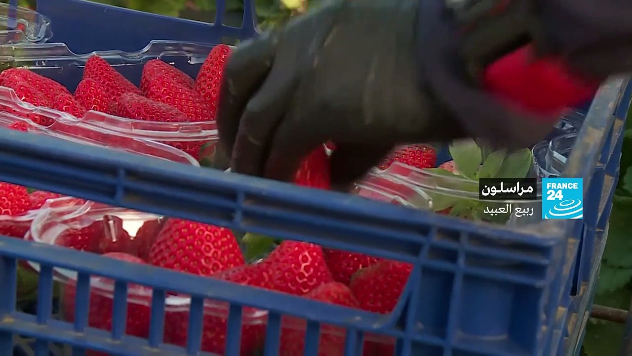 ربيع العبيد