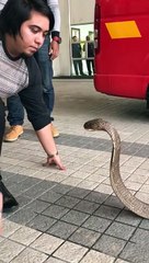 Ce gars embrasse la tête d'un cobra... Risqué