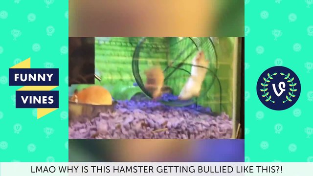 Funniest ANIMALS FAILS Compilation 2018 - Funny Animal Videos |