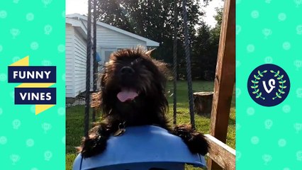 Ultimate DOG Compilation 2018 - Funny & Cute Dog Videos |