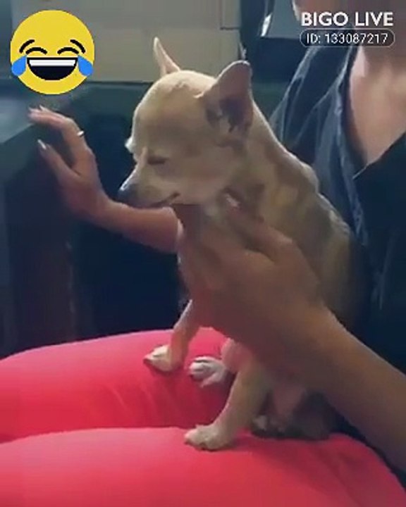 Whatsapp funny Video-1