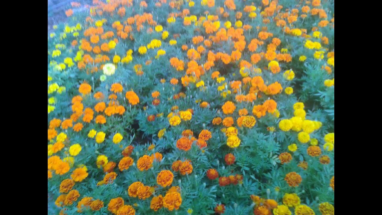 Flower Show