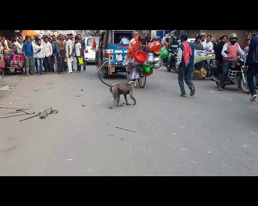 monkey reaction after their children die