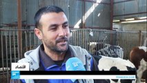 الحمى القلاعية تضرب تربية الماشية في قطاع غزة