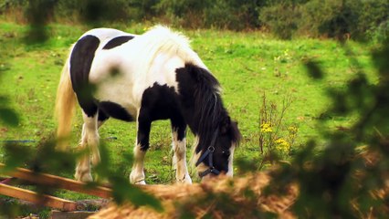 CBeebies  Down On The Farm - Title Song