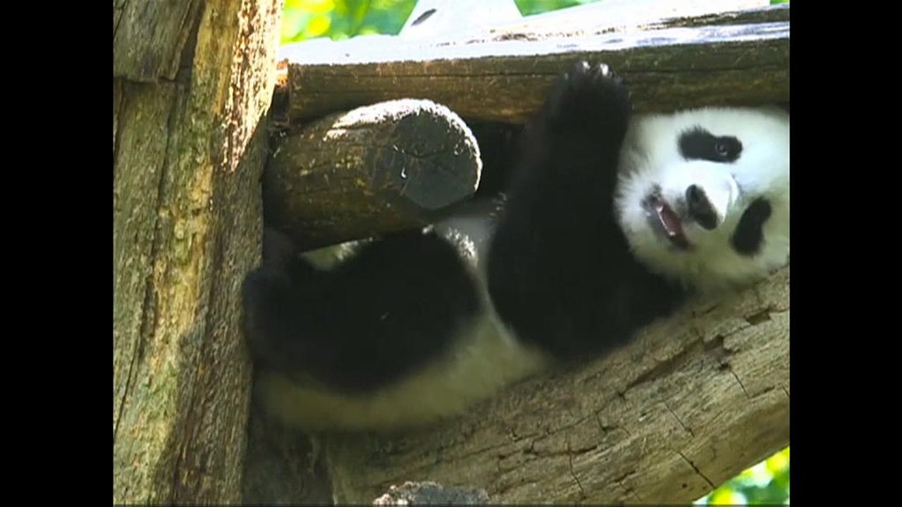Panda-Zwillinge genießen das milde Wetter