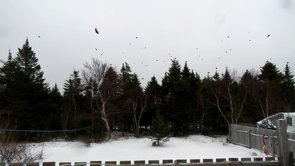 Crows gone wild!