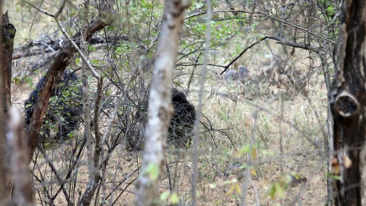 Ranthambore Tiger Reserve