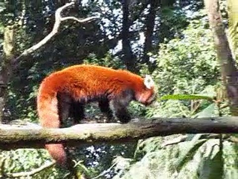 Red panda in motion, Darjeeling Zoo, West Bengal Gorkhaland, India