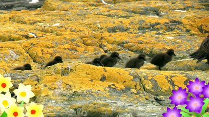 CBeebies  Down On The Farm - Duckling Poem