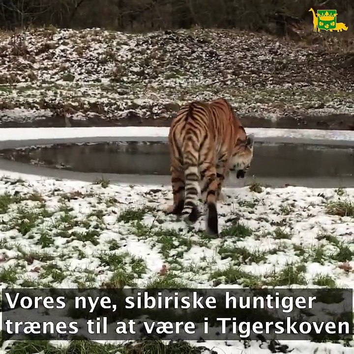 Tiger And Thin Ice