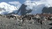 Greenpeace veut sanctuariser l'Antarctique
