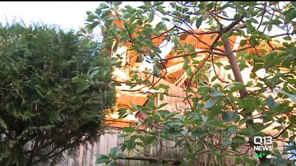 Tree Smashes Through Washington Home with Grandmother Inside