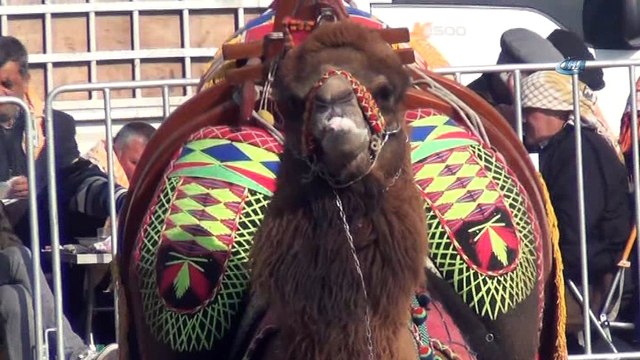 Ayvalık’ta 4. Geleneksel Balıkesir Büyükşehir Belediyesi Deve Güreşi Festivali