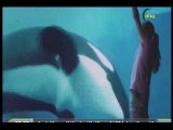 022 الدولفين يُنقذ الدكتور خالد عياد فى برنامج كونيات  8   4   2017