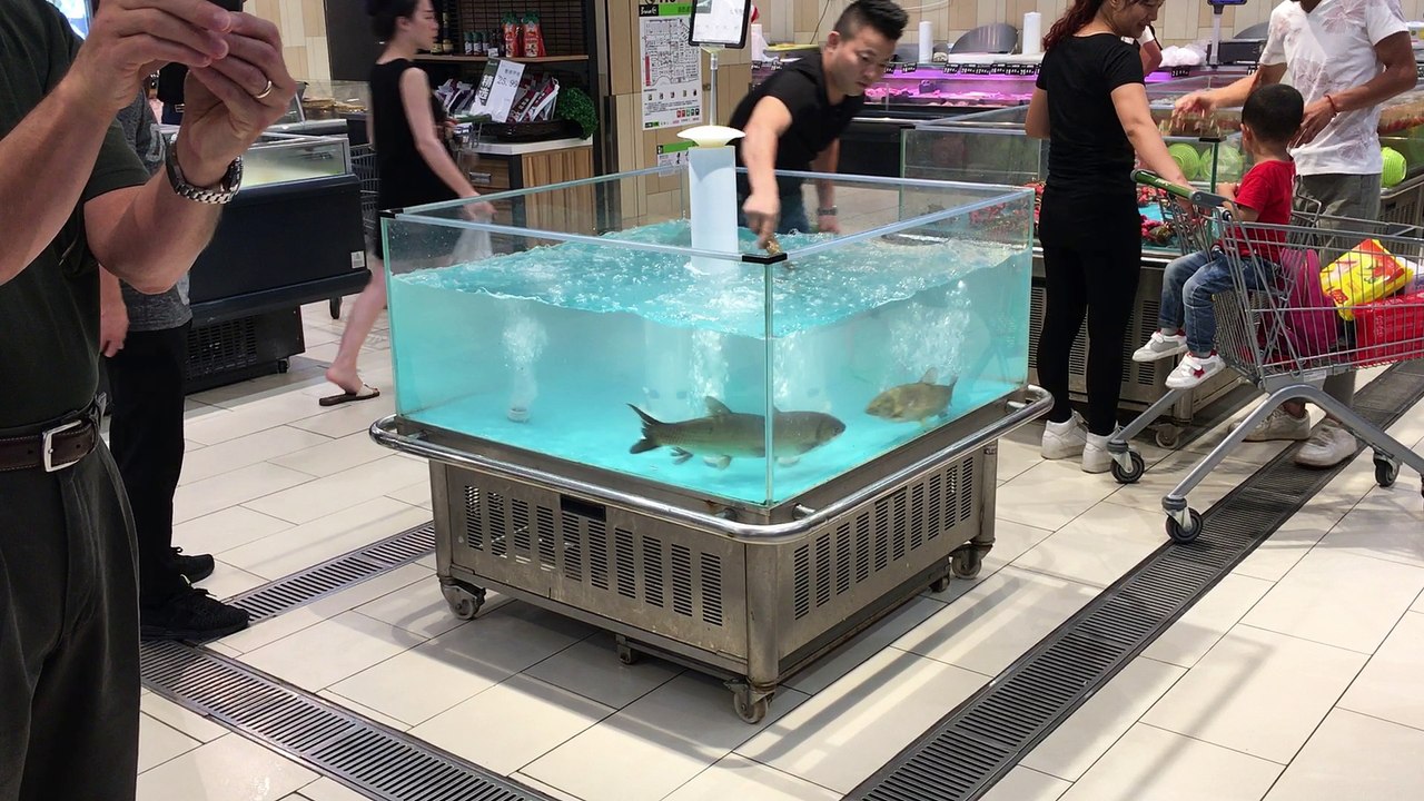 Fish Jumps into Cart