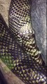 Snake Trying to Eat Itself Whole || ViralHog