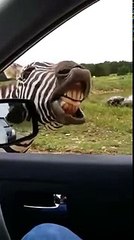 The Singing Zebra || ViralHog