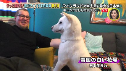 フィンランドで大人気！希少な日本犬