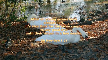 2017-10-19  Swan Story 32