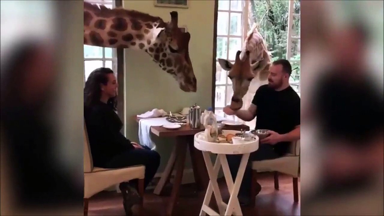 Esta pareja tuvo que compartir mesa con otra pareja de jirafas