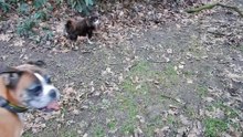 20180204_Indy_Fledermaus