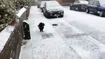 Este perro descubre la nieve por primera vez y se vuelve loco