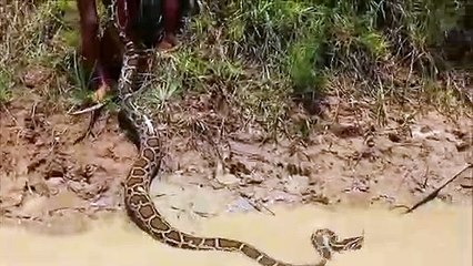 Niños camboyanos juegan con una serpiente anaconda