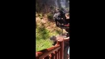 Oso roba la carne de la barbacoa a esta familia