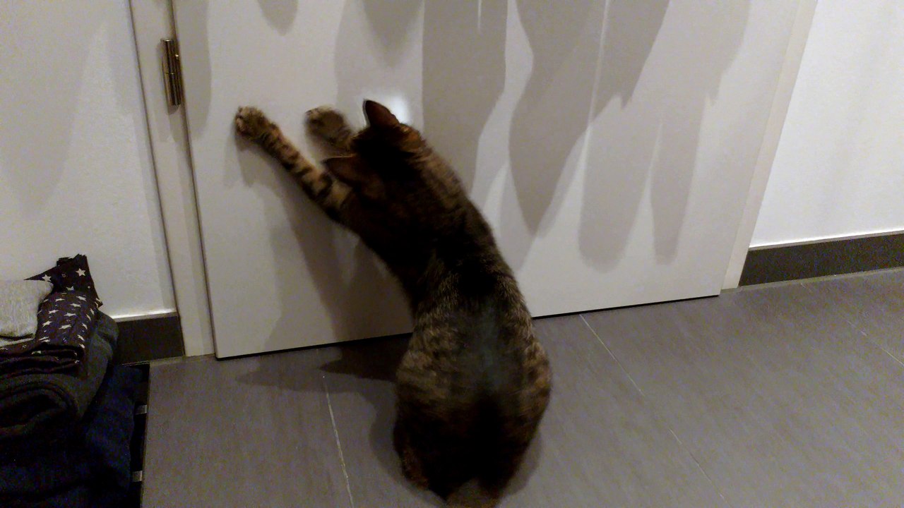 Cat tilts its head while chasing mirror reflection