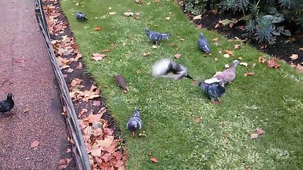 Ce rat a tellement faim qu'il a décidé de chasser le pigeon...