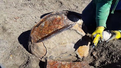 Il ouvre un fossil d'Ammonite géant pour voir ce qu'il y a à l'interieur