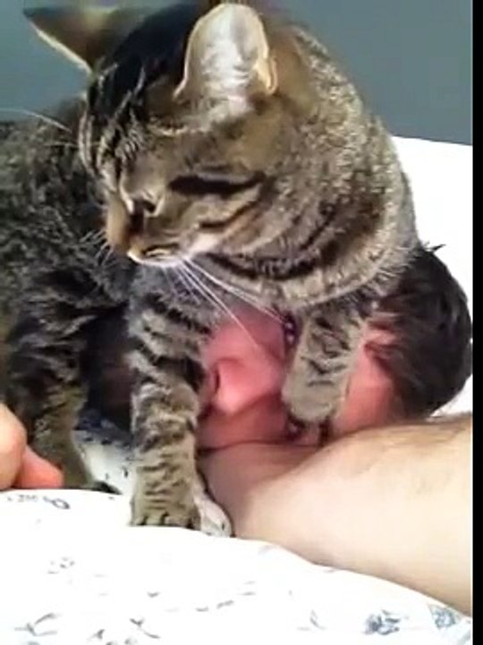 [MP4 360p] Viral Video UK_ Kitten gets cosy on guys head!