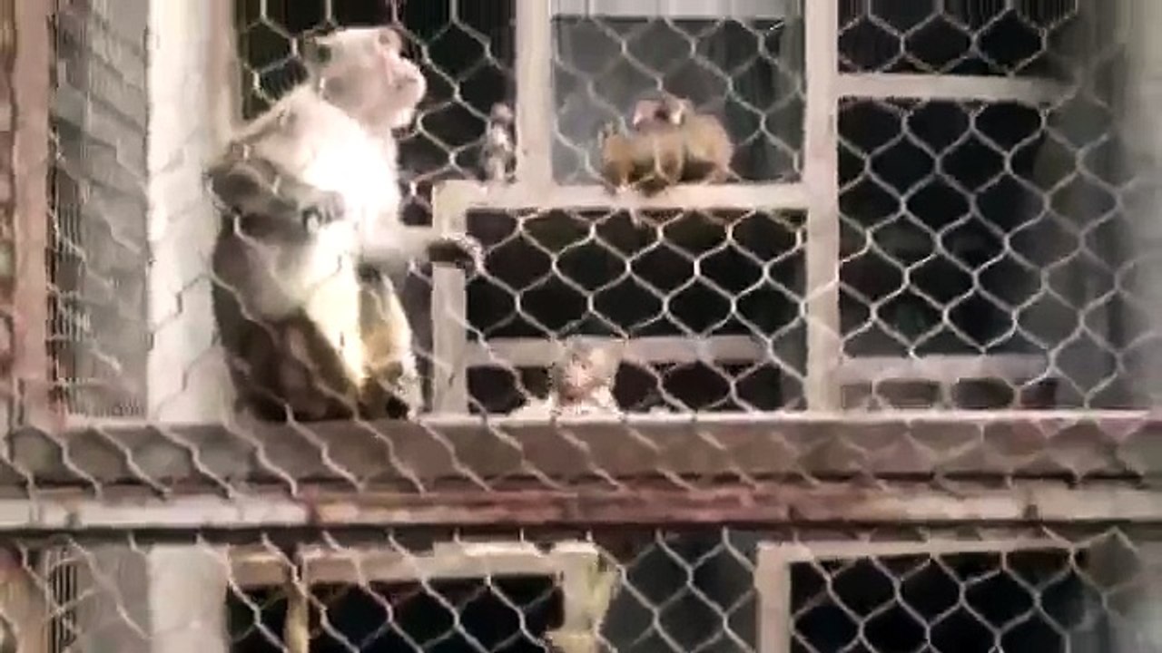 Baby_Monkey_001