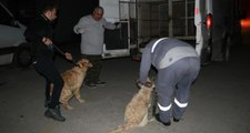 Adana'da 2 Köpeği Kemerle Döven Cani, Polis Tarafından Polis Gözaltına Alındı