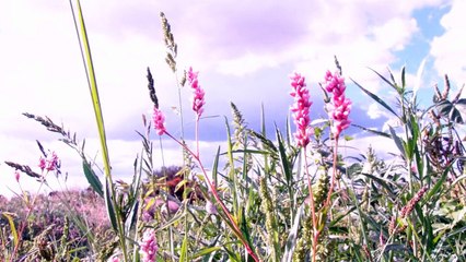 Muchachita - Los Plebes De San Luis