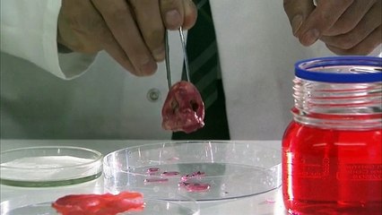 Shkencëtarët krijojnë njeriun e parë dele, ky studim po shokon botën